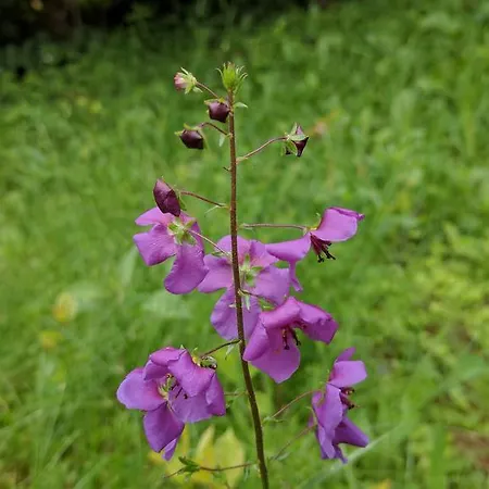 Vendeghaz Case de vacanță