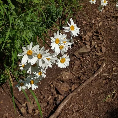 Case de vacanță Vendeghaz *