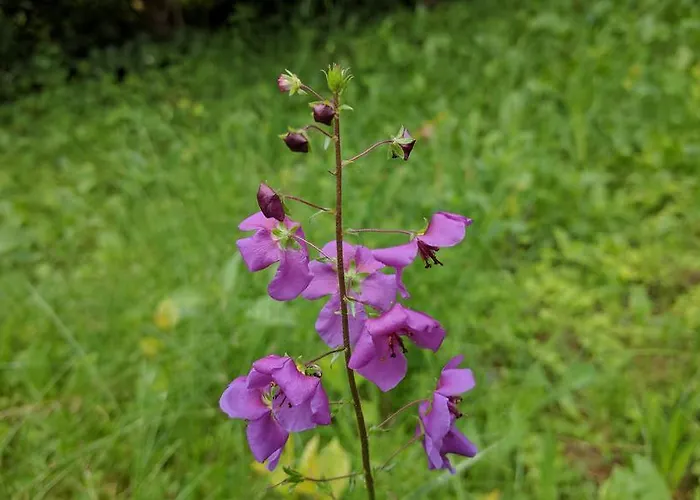 Vendeghaz Case de vacanță