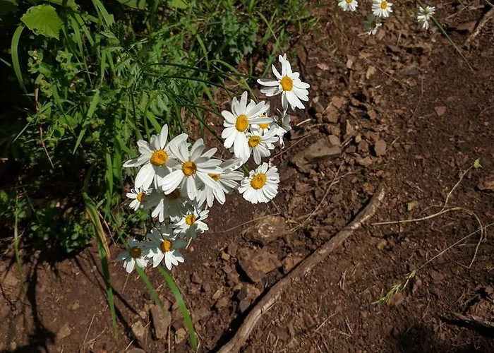 Case de vacanță Vendeghaz *