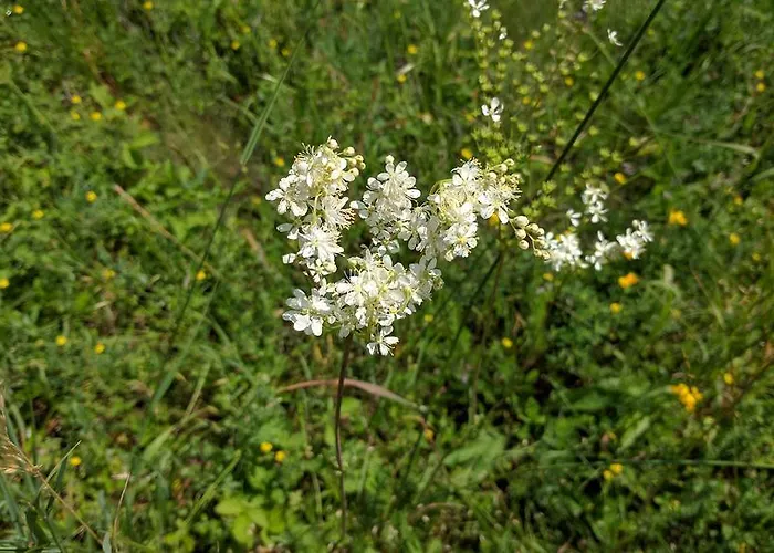 Vendeghaz Case de vacanță Szarvaskő