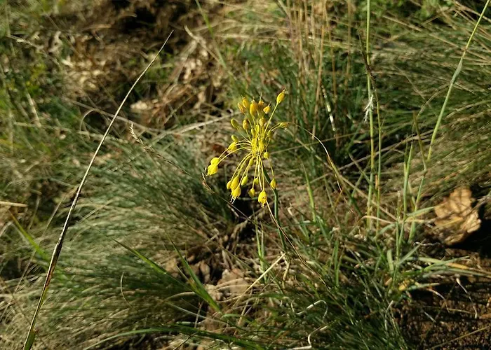 Vendeghaz Case de vacanță *