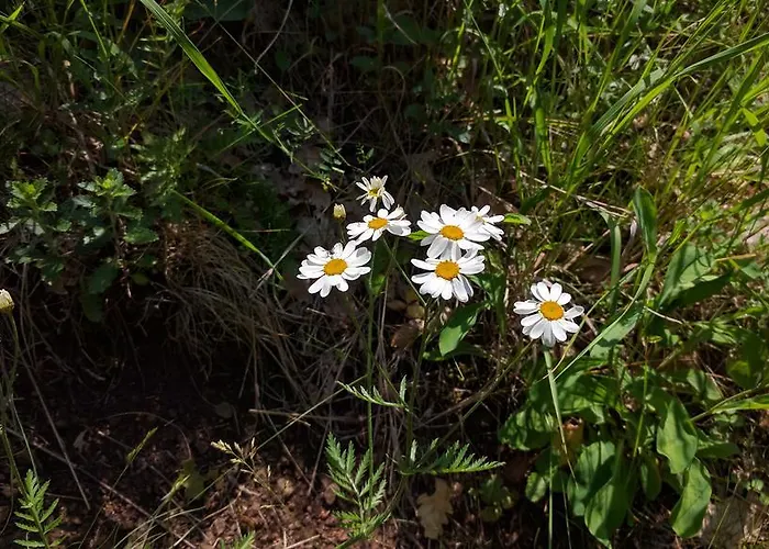 Vendeghaz Case de vacanță